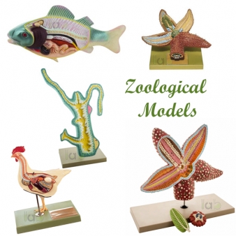 Zoological Models